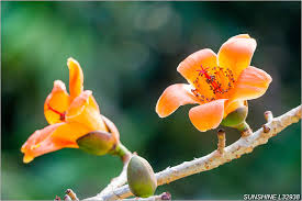 L32938,木棉花,木棉,木棉樹,落葉大喬木,花 ...