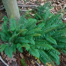 Image result for Polystichum