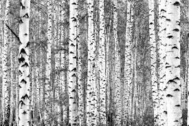 Black And White Birch Tree Wallpaper Birch Trees Black And White Wallpaper Birch Tree Wallpaper Tree Wall Murals Birch Tree Mural