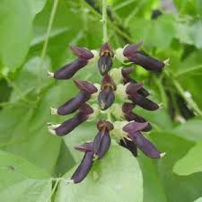 Image result for Mucuna pesa