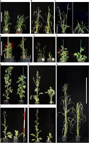Join facebook to connect with pablo sandro and others you may know. Speed Breeding In Growth Chambers And Glasshouses For Crop Breeding And Model Plant Research Nature Protocols