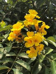 Image result for Markhamia lutea