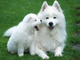 Samoyed Elityavru Com