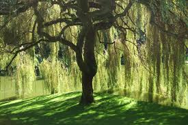 Select from premium willow tree of the highest quality. Willow Tree Pictures Photos Images Facts On Willow Trees