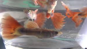 Read Guppies Tropical Fish Aquarium Nature Aquarium Monterey Bay Aquarium