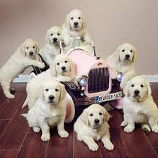 All our potential puppy owners are interviewed & screened. The Bearden Pack Golden Retriever Breeder Southern California The Bearden Pack