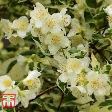 Maybe you would like to learn more about one of these? Philadelphus Coronarius Variegatus Plants Thompson Morgan