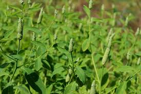 Image result for Sphenoclea zeylanica