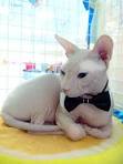 Sphynx cat - Wikipedia