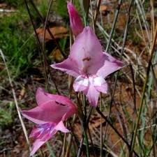 Image result for Gladiolus pretoriensis