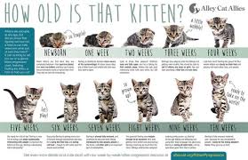 Kitten Size Chart By Month Bedowntowndaytona Com
