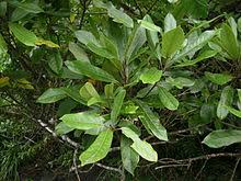 Image result for description of Elaeocarpus sphaericus