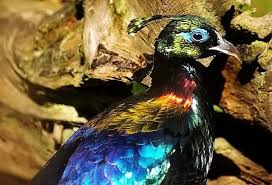 The Bird Kevin In The Disney Pixar Movie Up Was Based On A Himalayan Monal Pheasant Hope Is The Thing With Feathers Birds Bird