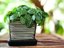 Atunci când vara te toropește cu căldura ei, încerci în mai multe moduri să aduci prospețime și răcoare în casa ta. Top 10 Plante Feng Shui De Interior Casa È™i GrÄƒdina