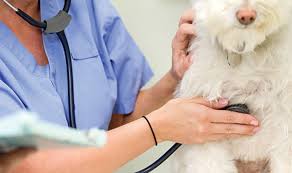 Things to Consider When Choosing a New Vet