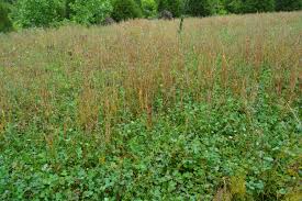 Establishing a clover food plot can be a great addition to your hunting property. The Bone Collectors Top Picks For Fall Food Plots Bone Collector