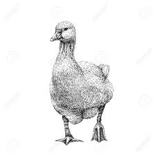To draw a duck, you start with its head and neck, then draw the main body, and finish things off we now move on to more realistic looking drawings of ducks, starting with this simple drawing process. Goose Duck Illustration In Drawing Style Grunge Label Sticker Stock Photo Picture And Royalty Free Image Image 93561402