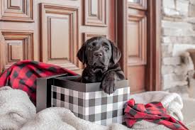 Why buy a puppy for sale if you can adopt and save a life? Puppy Pricing Smoky Mountain Labradors
