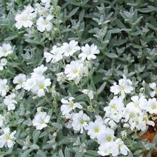A favorite ground cover for deeply shaded sites, sweet woodruff grows rapidly and is considered invasive by some when it is not consistently managed. 19 Of The Prettiest Silver Leaf Plants To Brighten Up Your Garden Snow In Summer Silver Plant Moon Garden