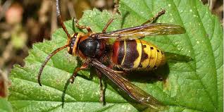 Ich erzähle jetzt kurz über meine wohnung. Hornisse Umweltbundesamt