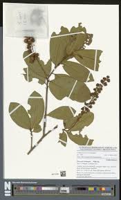 Image result for Thecacoris trichogyne