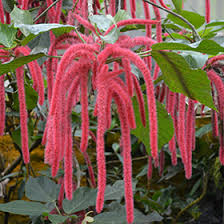 Image result for Acalypha hispida