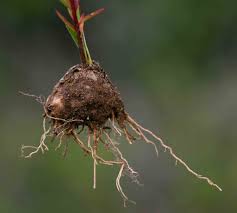 Image result for Aeollanthus subacaulis