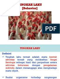 Pengukuran memory eksplisit akan mengukur tingkat kemampuan partisipan dalam mengingat informasi. Tingkah Laku Unggas