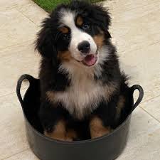 See puppy photos, health info & reviews. Serenity Bernese Mountain Dogs Home Facebook