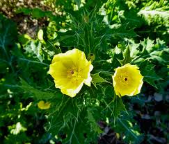 Image result for Argemone mexicana