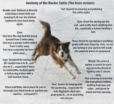 Primescales 10000lb load bar scale set for cattle scale, hog scale, pig scale, goat scale, sheep scale, alleyway scale, chute scale and cage scale | two weigh bar and one indicator set (36). Border Collie Collie Border Collie Facts Border Collie Humor