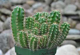 L'on dit q'uil ne faut pas arroser trop un cactus c'est vrai et faux car en été il faut l'arroser beaucoup pour que les racines soit bien mouillet mais tous les 15 jours 1 mois. Cactus San Pedro Planter Et Entretenir Ooreka