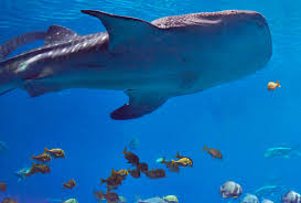 Trixie, who had been at the aquarium since 2006, died friday, the whale sharks, which are the largest fish in the world, have gray skin with white dots and live in tropical waters across the globe, including mexico. Trixie The Largest Female Whale Shark Passes Away At Georgia Aquarium Pennlive Com