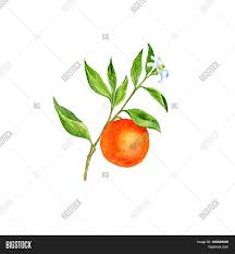 * images shown are of mature plants. Orange Tree Branch Image Photo Free Trial Bigstock