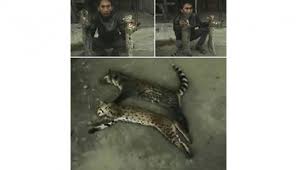 Sebenarnya pengin banget membuat video bahaya memelihara kucing hutan dirumah sendiri yang dilengkapi dengan panduan cara. Kucing Hutan Meong Congkok Yang Ramai Di Media Sosial Nasional Tempo Co