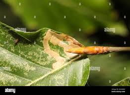 Image result for Stigmella tityrella