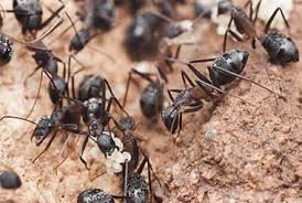Ants are common pests in orange county, but are easy to get rid of! Is My Knoxville Home At Risk For Carpenter Ants Russell S Pest Control