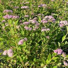 Image result for Spiraea japonica ´Little Princess