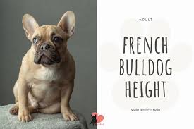 At 12 weeks it's safe for french bulldogs to leave their mothers and litters and be placed in your home. French Bulldog Growth Stages Size And Weight Chart