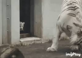 Cat Gif Central You Darn Kids Cat Gifs Are Now On Telegram Too Cute Animals Funny Animals Funny Animal Pictures