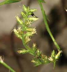 Image result for Cyphia