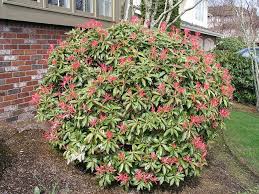Image result for Pieris japonský obrázek