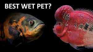 Oscars in fish tanks typically live to be 10 years old. Oscar Vs Flowerhorn Which Is The Best Wet Pet Coolfish Network