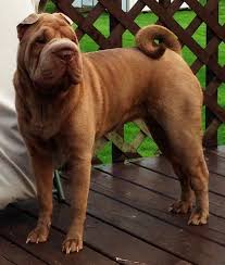 Beautiful Rockin Roxy Chinese Shar Pei Dog Chinese Shar Pei Dog Language