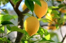 .limon ağacı yanlış budamadan kaynaklı hangi tür hastalıklara kapılır, limon şekil budaması, limon verim budaması ve limon gençleştirme budaması nasıl yapılır, limon tepe sürgünleri nasıl ve ne zaman alınır, limonda uç alma hangi aylarda yapılır, limonda dal seyreltme nasıl yapılır gibi en. Limon Agaci Nasil Budanir Cicekal Net