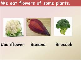 Check spelling or type a new query. Parts Of A Plant A Plant Has Many Parts They Are Roots Stem Branches Ppt Download