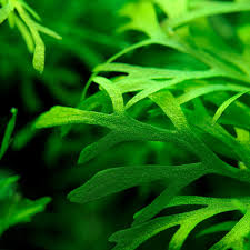 Image result for Ceratopteris thalictroides