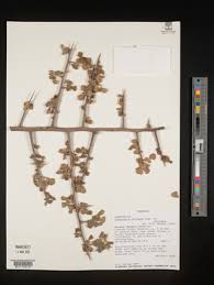 Image result for Commiphora africana
