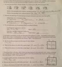 Spongebob is heterozygous for his square shape, but spongesusie is round. Genetics Worksheet Cecelyfranz