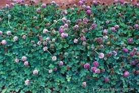 Image result for Trifolium semipilosum